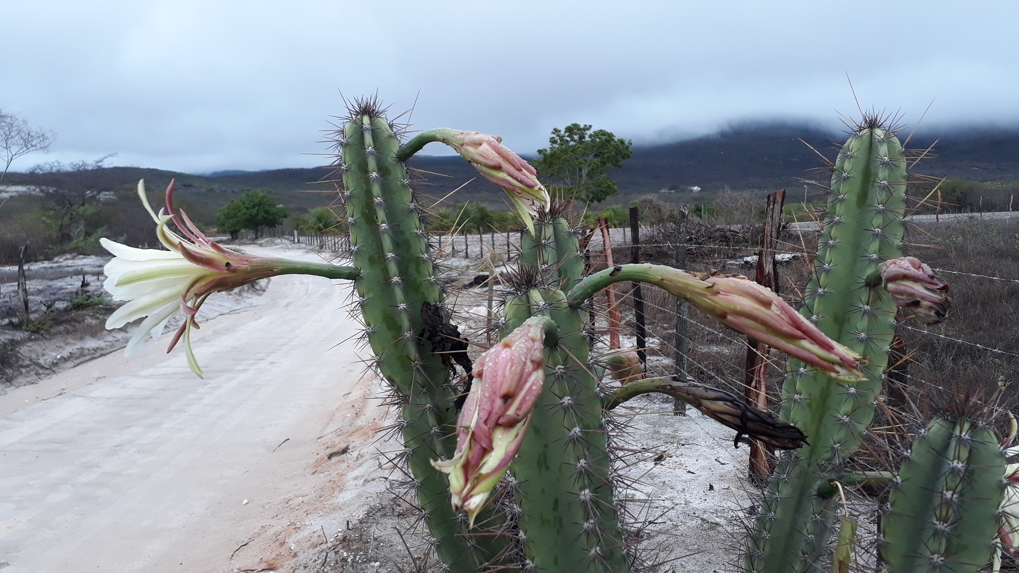 Cereus jamacaru