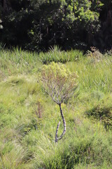 Leucadendron pondoense