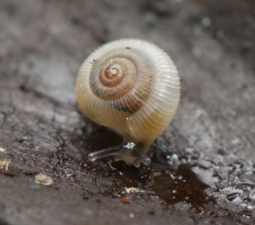 Dentherona dispar observed 2024-01-05