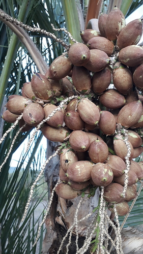 Syagrus cearensis Noblick