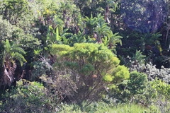 Leucadendron pondoense