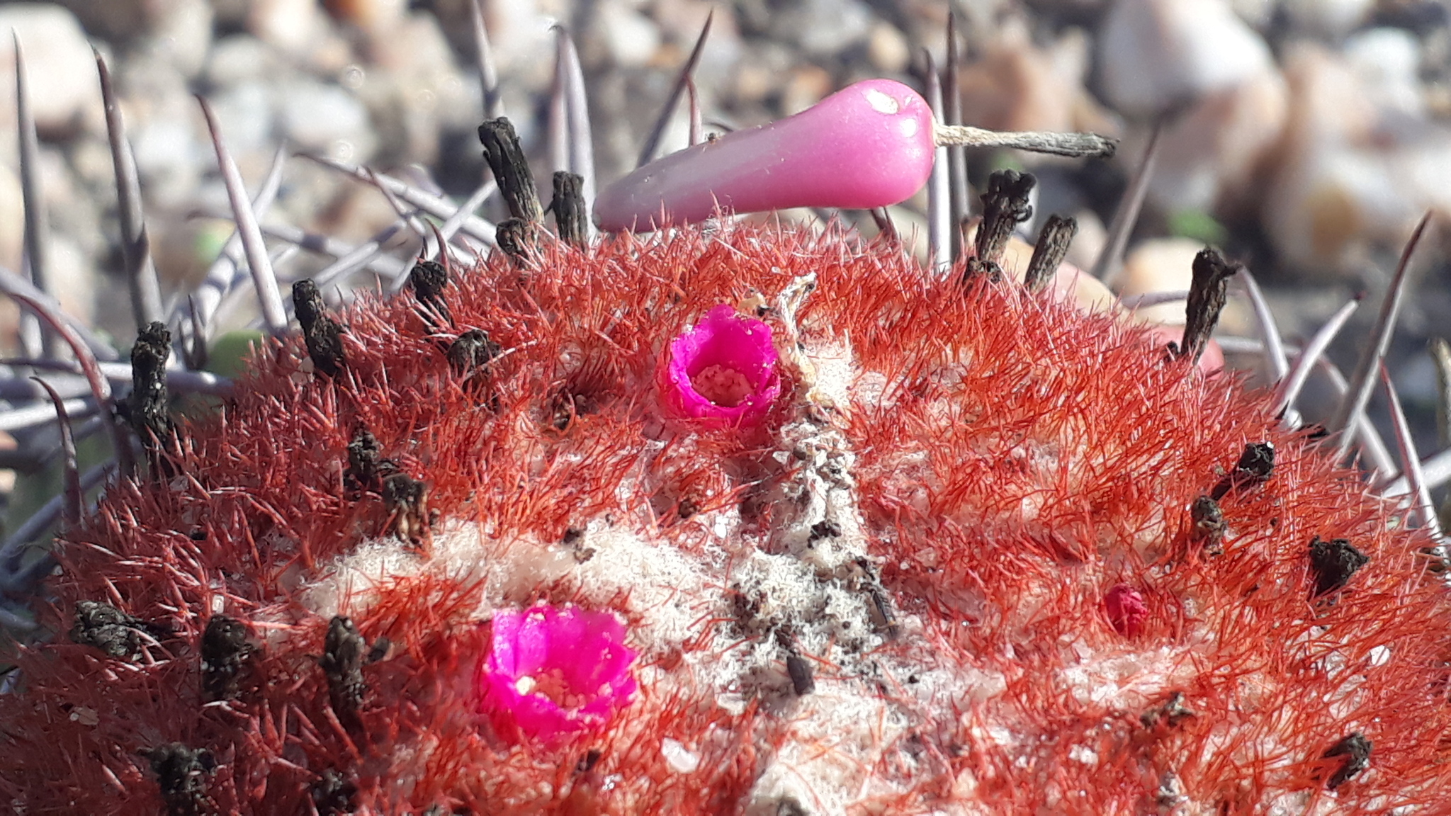 Melocactus zehntneri