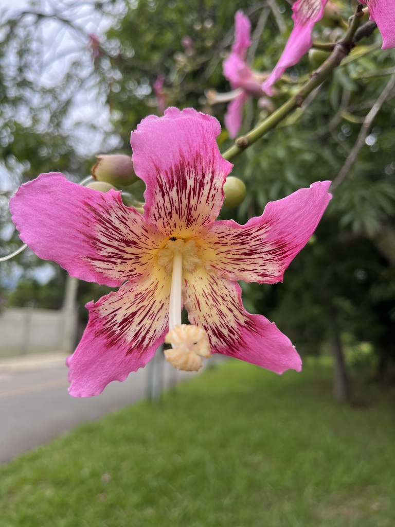 Foto de Paineira