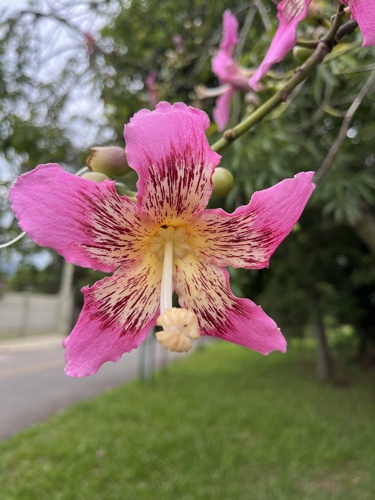 Paineira