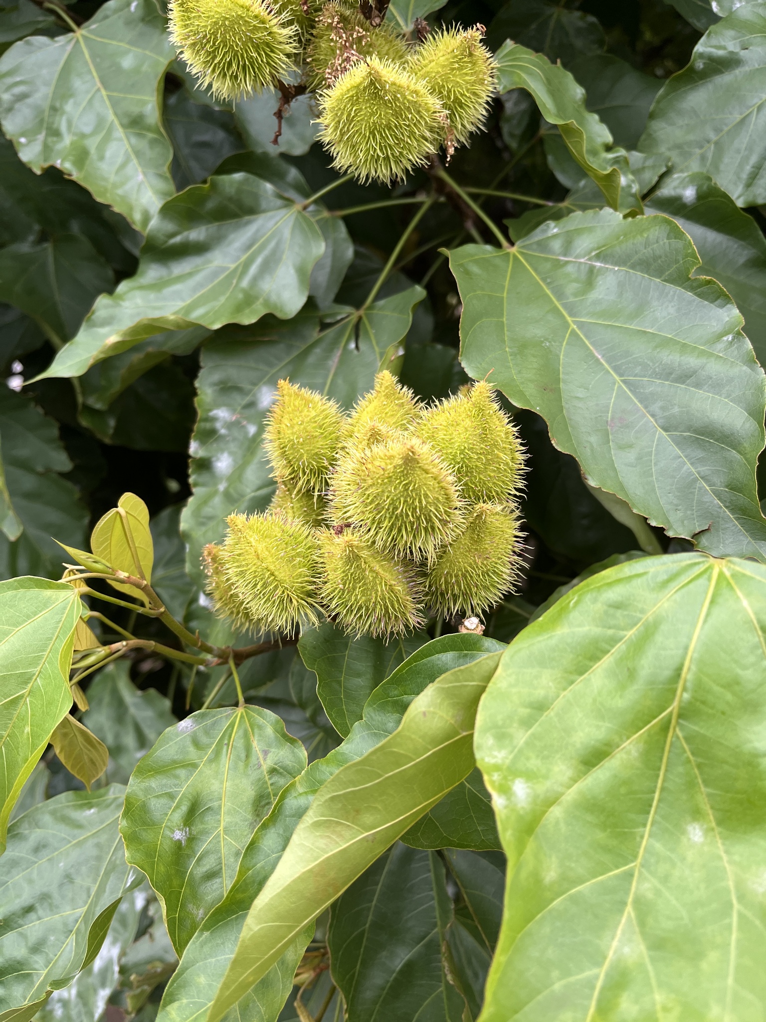 Imagem de Urucum