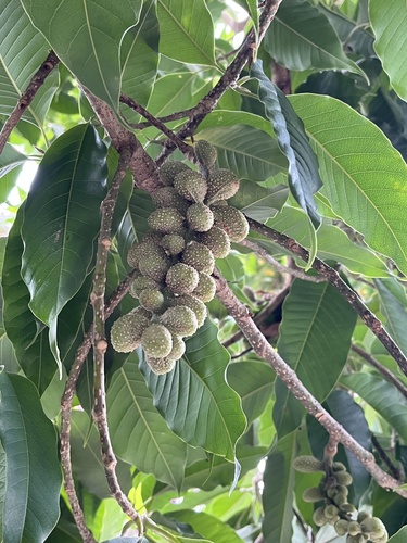 Foto de Michelia