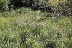 Berkheya bipinnatifida bipinnatifida