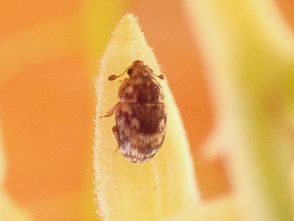 Xenostrongylus canariensis