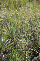 Berkheya bipinnatifida bipinnatifida