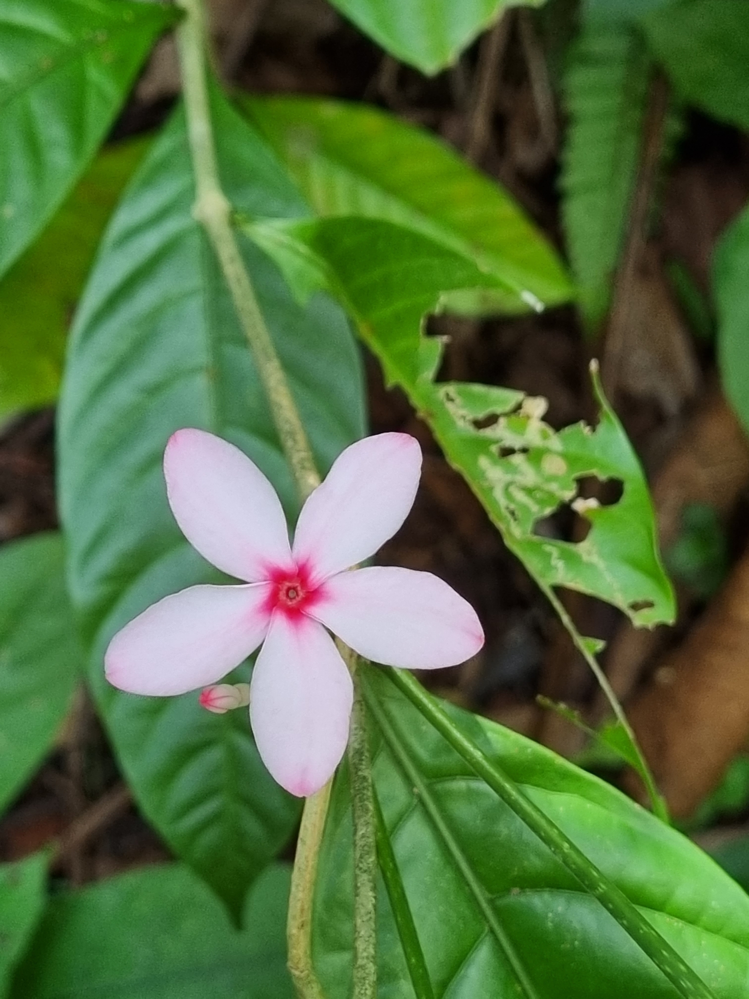 Imagem de Jasmim-de-madagascar