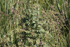 Berkheya bipinnatifida bipinnatifida