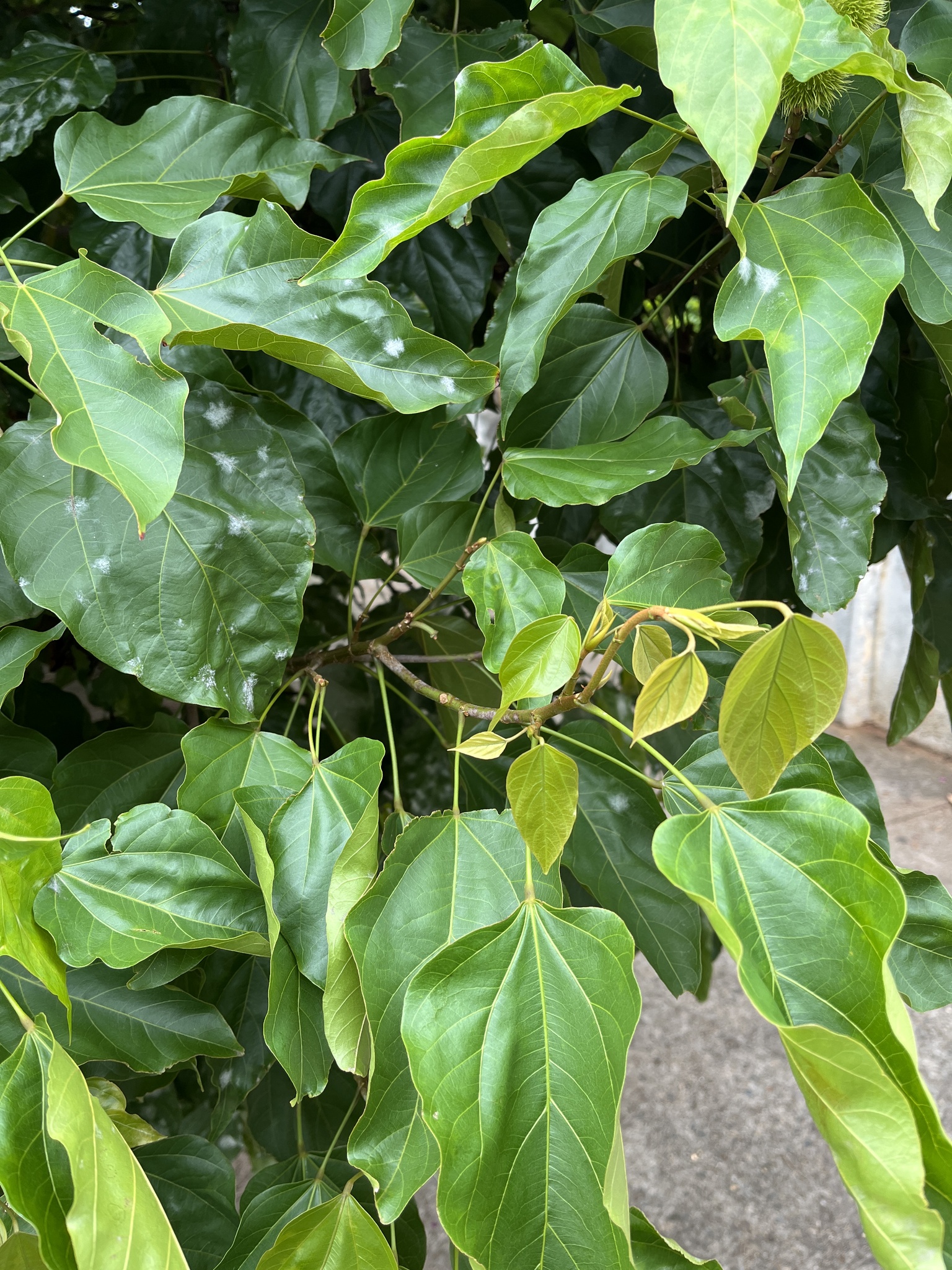 Imagem de Urucum