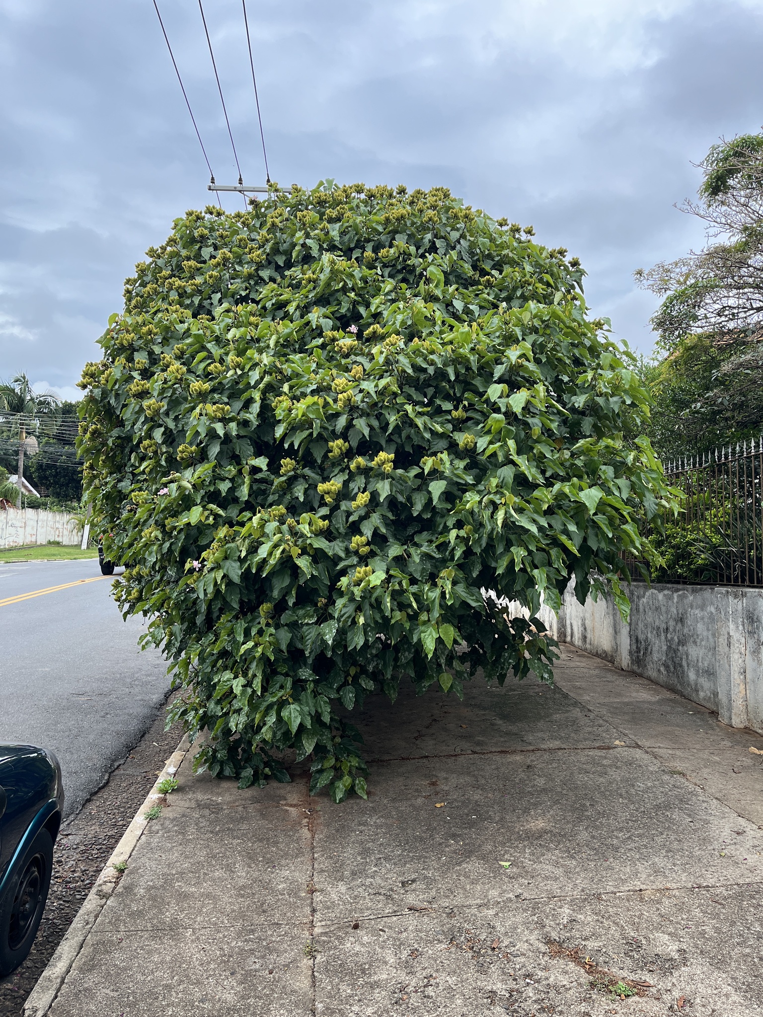 Imagem de Urucum