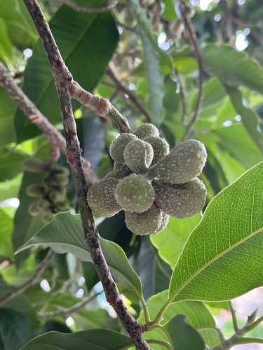 Foto de Michelia