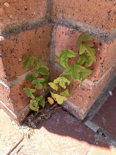 Acer buergerianum