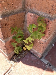 Acer buergerianum