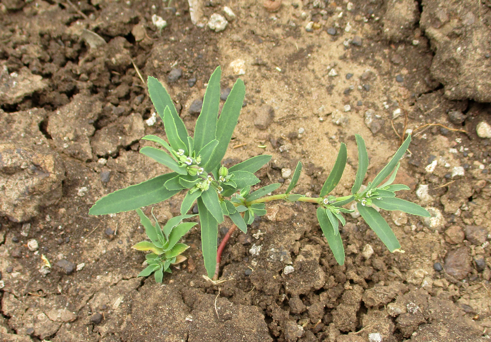 Euphorbia spissiflora