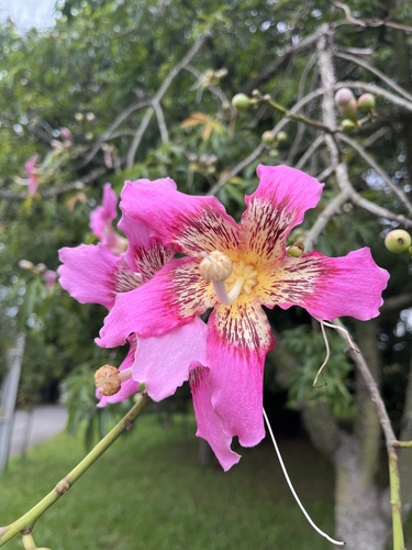 Foto de Paineira