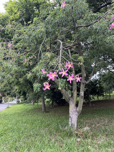 Foto de Paineira