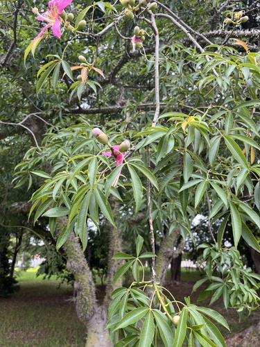 Foto de Paineira