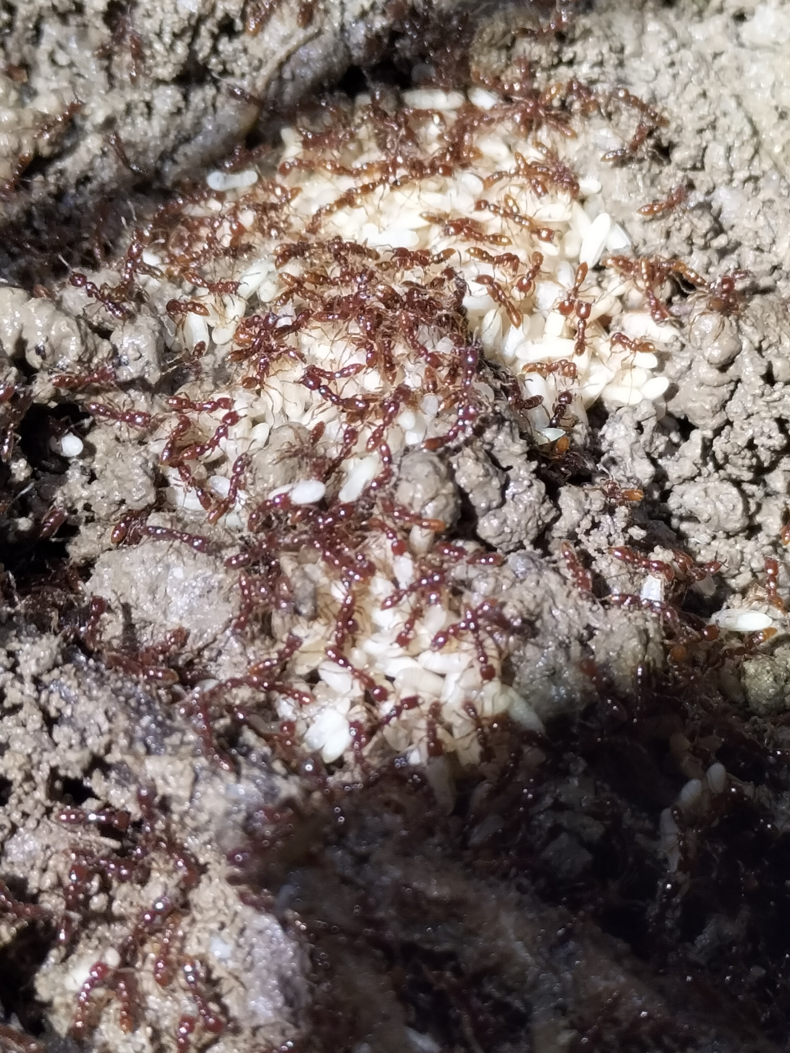Onychomyrmex mjobergi