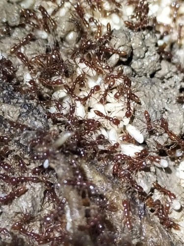 姆氏爪猛蚁Onychomyrmex mjobergi