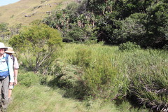 Leucadendron pondoense