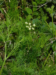 Bifora americana