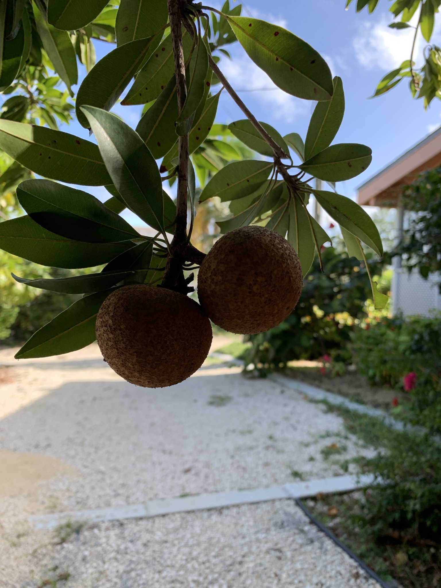 Imagem de Sapoti