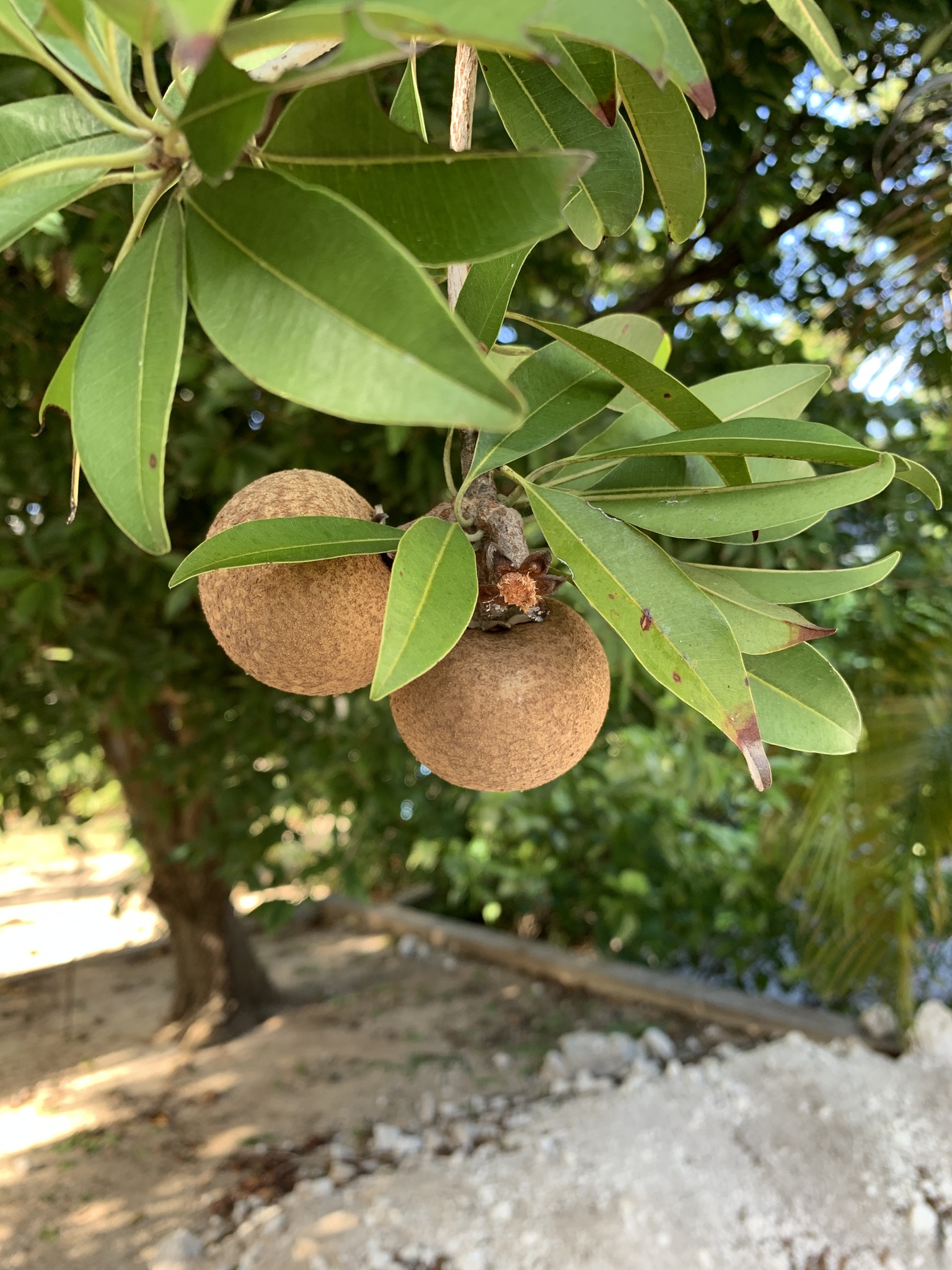 Imagem de Sapoti