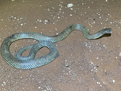 Mulga Snake sighting