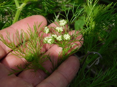 Bifora americana
