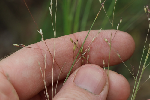 Image of Panicum decompositum by (c) Greg Tasney, some rights reserved (CC BY-SA)