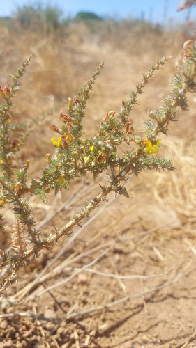 Leafthorn Capegorse (Aspalathus acanthophylla)