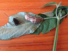 Protogoniomorpha parhassus