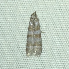 Ephestia columbiella