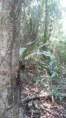 Microsorum pustulatum