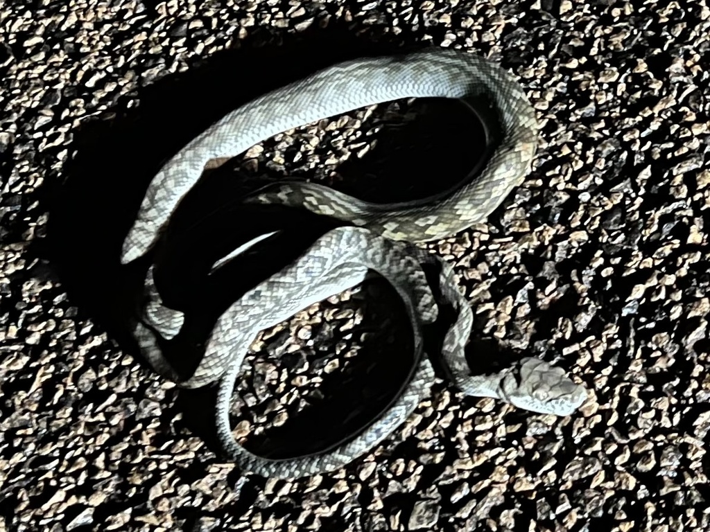 Python Australia Gaint Australian Scrub Python from Weipa Mapoon Rd, Mission River, QLD, AU on ...