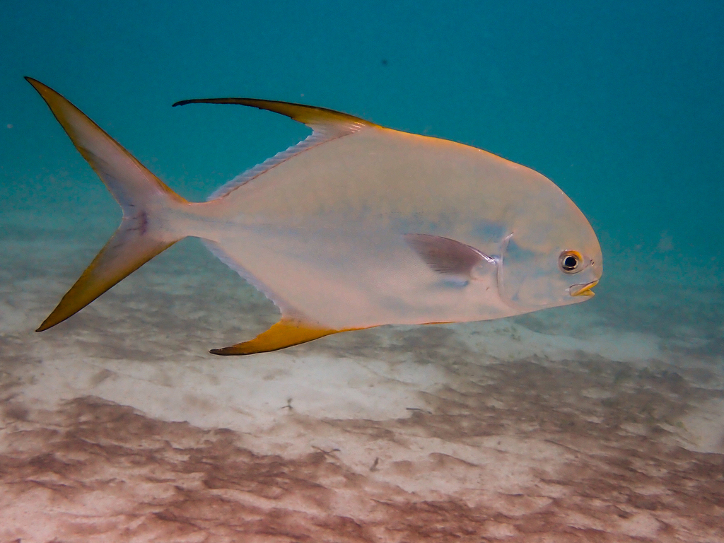 Asian pompano (Trachinotus blochii) — Carangidae
