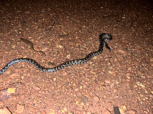 Cape York Spotted Python sighting