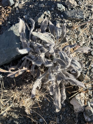 Arabis hirsuta iNat (3)