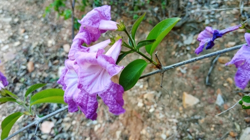 Bignonia ramentacea