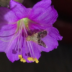 Cryptotreta cislimitensis