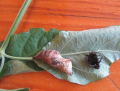 Protogoniomorpha parhassus