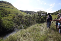 Leucadendron pondoense