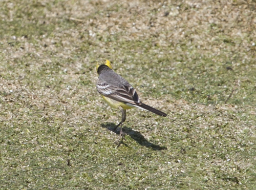 Lavandera cetrina (Motacilla citreola)
