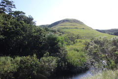 Leucadendron pondoense