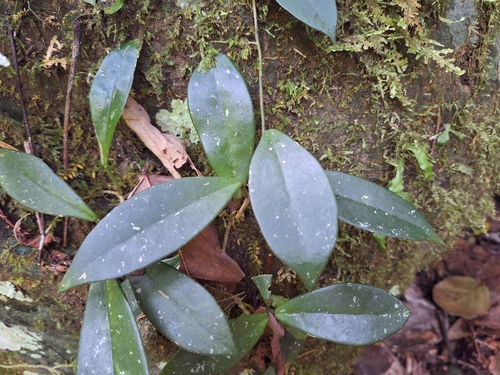 Foto de Flor-de-cera