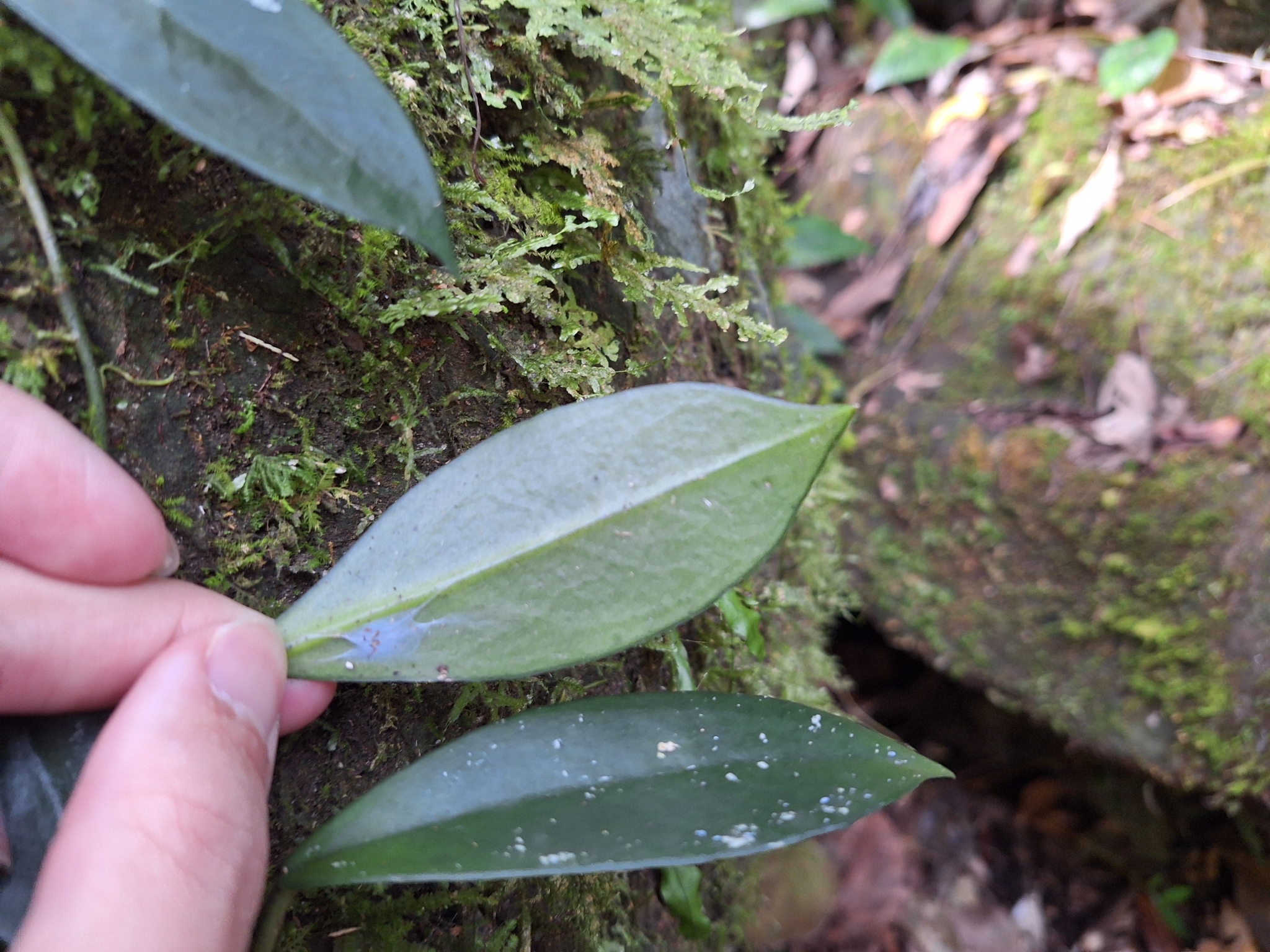 Imagem de Flor-de-cera