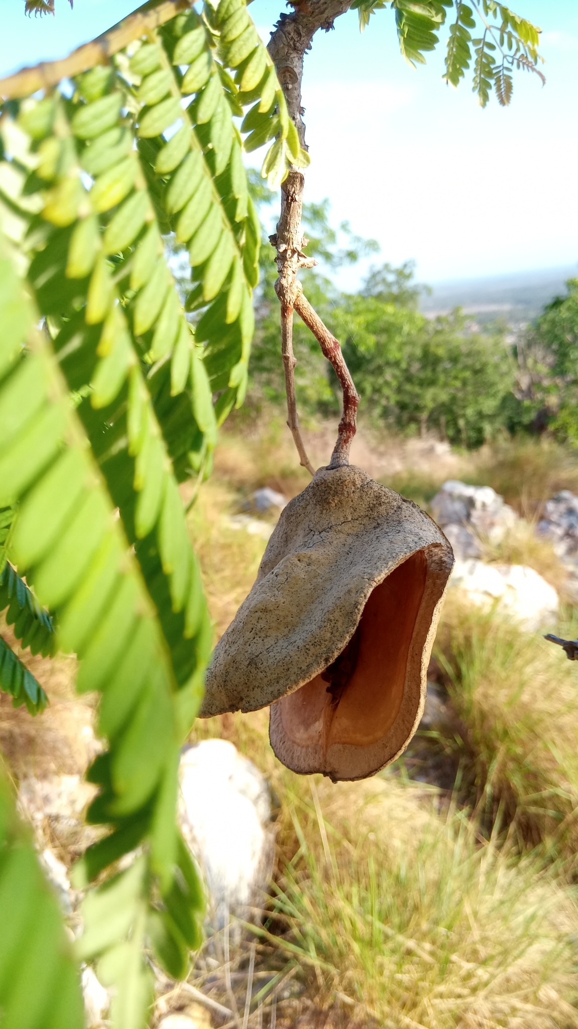 Jacaranda brasiliana